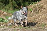 BOUVIER AUSTRALIEN 091